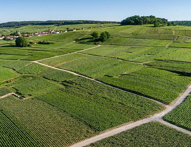 롬바흐 프리미에 크뤼 포도밭. 홈페이지