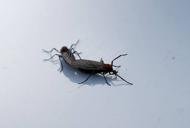 최근 다시 도심권을 중심으로 ‘붉은등우단털파리’(러브버그)로 인한 불편 신고가 늘고 있다. 뉴스1