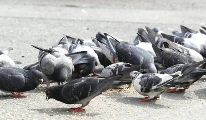 공원에서 먹이를 먹고 있는 국내 집비둘기 떼. 연합뉴스