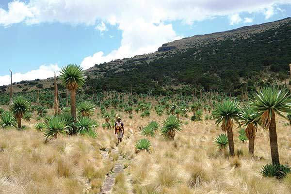 해발고도가 3,500m에 가까워지면 거대한 자이언트 로벨리아 군락지가 나타난다.