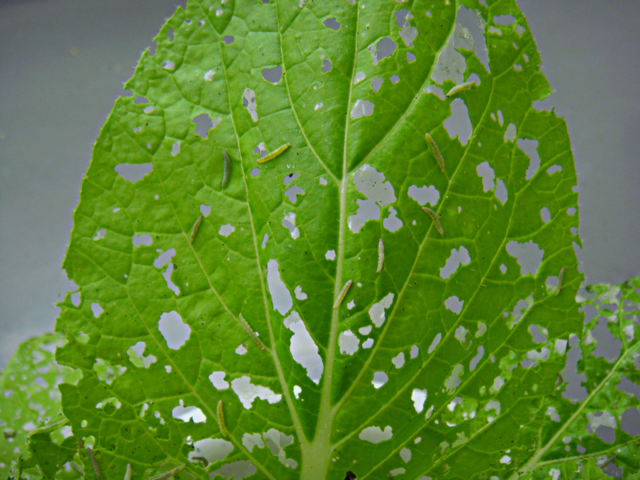 ‘배추좀나방’의 모습. 해마다 발생량이 늘어 빈번한 약제살포에 따른 저항성이 높으므로 교호 살포(서로 다른 약제를 번갈아가면서 살포)해야 한다. 농진청