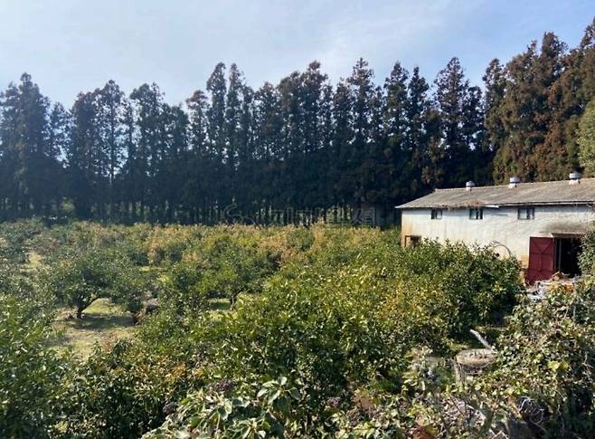 경매에 나온 제주 귤밭 전경(지지옥션).