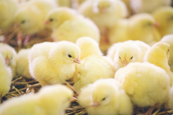 국내 산란계 농장에서 부화하자마자 도태(도살)되는 수평아리가 해마다 5000만 마리에 달한다는 추정이 처음으로 나왔다. 게티이미지뱅크