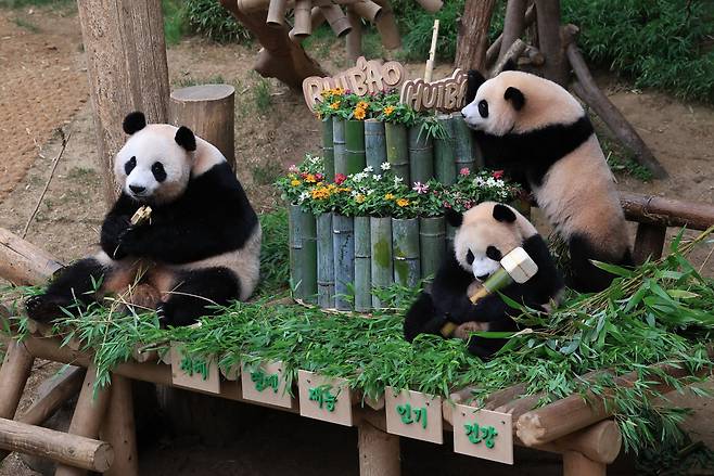 쌍둥바오의 첫돌 잔치. 좌로부터 엄마 아이바오, 후이바오, 루이바오