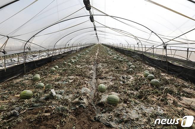 충남 부여군 부여읍 자왕리 일대 수박 재배 비닐하우스 속 수박이 침수 피해로 진흙탕 속에 널브러져 있다. 2023.7.17/뉴스1 ⓒ News1 임세영 기자