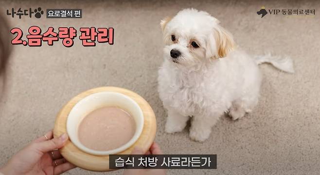 요로결석 예방을 위해서는 물을 충분히 마실 수 있도록 해야 한다. (VIP동물의료센터 제공) ⓒ 뉴스1