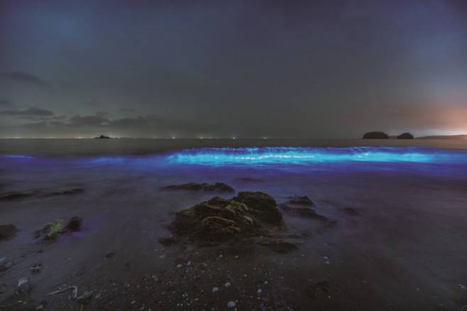 2024년 기상청 '기상기후 사진·영상 공모전'에서 은상을 수상한 김대권 작가의 '푸른빛 물결'. 충남 서천의 야광충을 담았다.기상청 제공