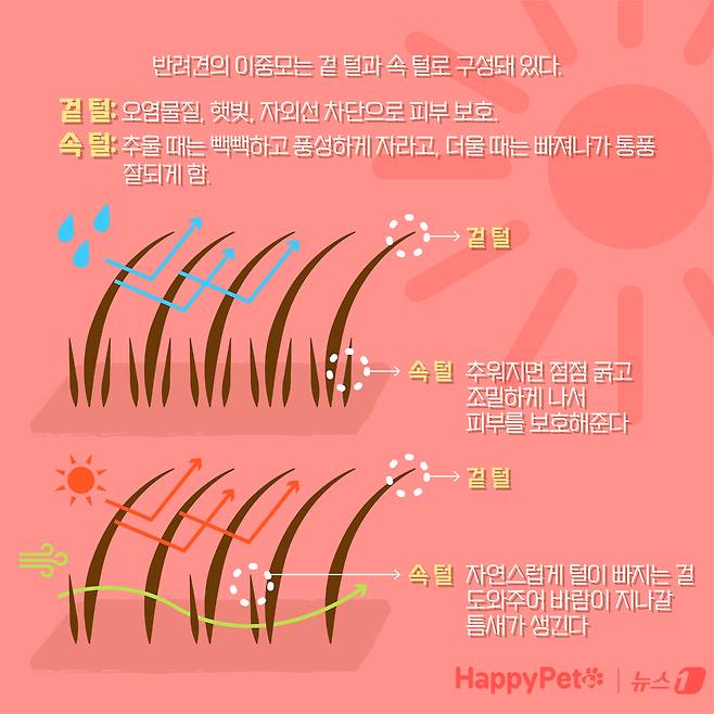 강아지 곰돌이컷 미용, 주의해야 하는 이유 ⓒ News1 양혜림 디자이너