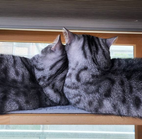 우리나라는 매년 9월 9일 고양이 날을 맞아 각종 자선행사와 프로그램이 진행되고 있다. ‘고양이의 목숨은 9개’라는 속설에서 착안한 날이다.