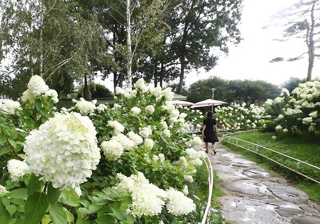 흰색 수국이 만발한 ‘도레도레 빌리지’. 박미향 기자