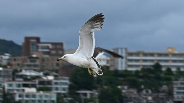 초당 30매 연속촬영 결과물 일부 크롭. (사진=지디넷코리아)