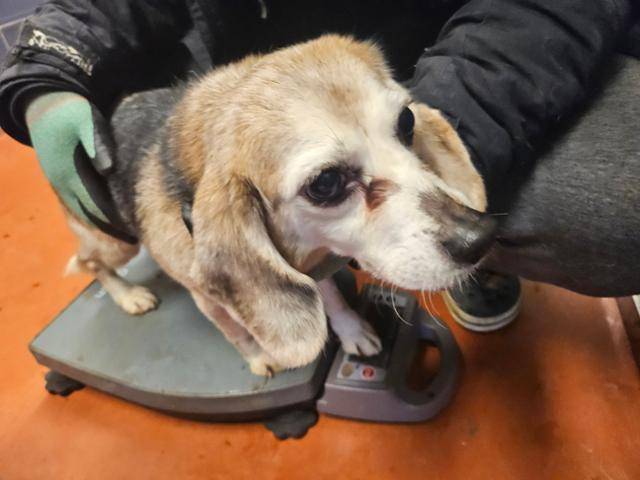 실험실에서 나온 직후 건강검진을 받고 있는 용20. 비글구조네트워크 제공