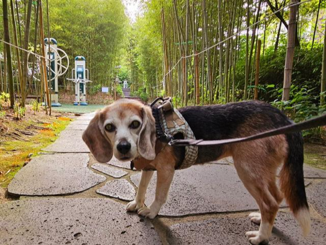 이제는 산책도 할 줄 알게된 실험비글 용20. 비글구조네트워크 제공