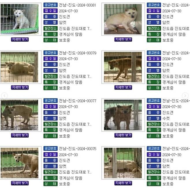 유기견 보호센터로 보내진 진돗개들. /비글구조네트워크