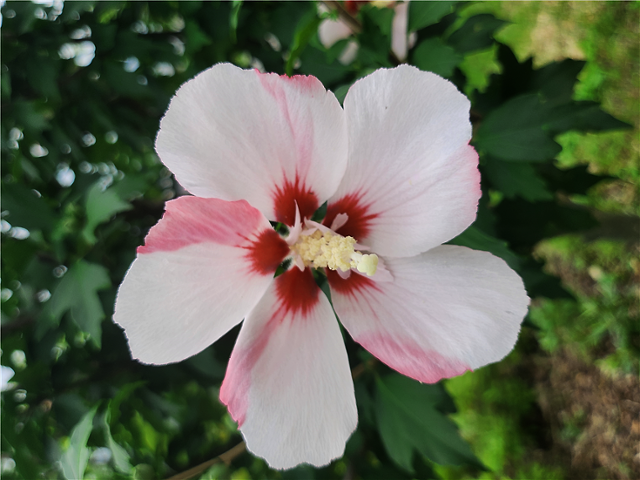 무궁화 '아사달'. 품종마다 고유한 아름다움이 있다.