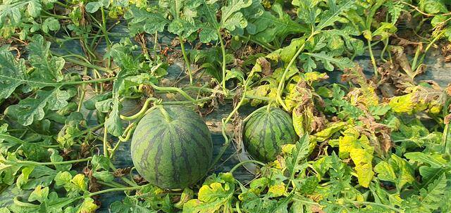 수박 등 박과 작물은 황화 바이러스에 감염되면 정상적으로 자라지 못해 상품성이 떨어진다. 농진청