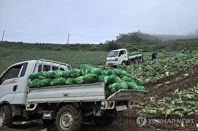 배춧값 고공행진 속 고랭지 배추 출하 본격 (강릉=연합뉴스) 유형재 기자 = 27일 국내 최대의 고랭지 배추 재배단지인 강원 강릉시 왕산면 대기리 안반데기에서 안개 끼고 비가 내리는 가운데 배추 출하 작업이 한창이다. 2024.8.27 yoo21@yna.co.kr