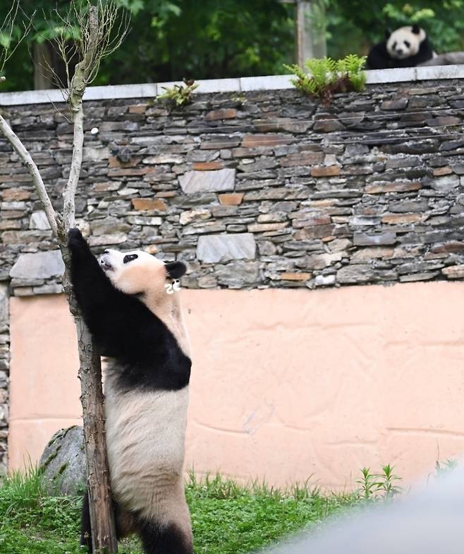 푸바오 입주 초기 모습. 허허 오빠가 자신을 응시하자, 짐짓 외면하는 푸바오