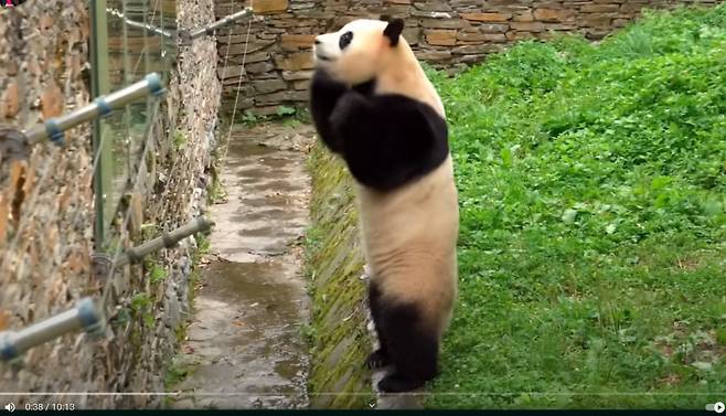 토요일인 8월 30일에 촬영된 푸바오. 두손모아 인사하기 위해 섰다.