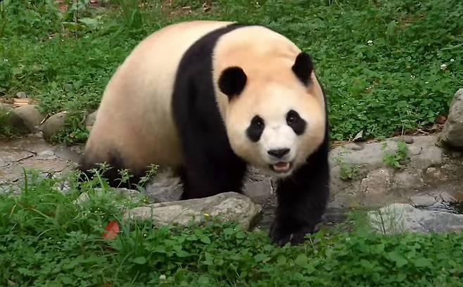 푸바오는 방사장을 어슬렁 거리다가도 갑자기 일어서서 두손 모아 고개를 조아리는 행동을 거듭하고 있다.