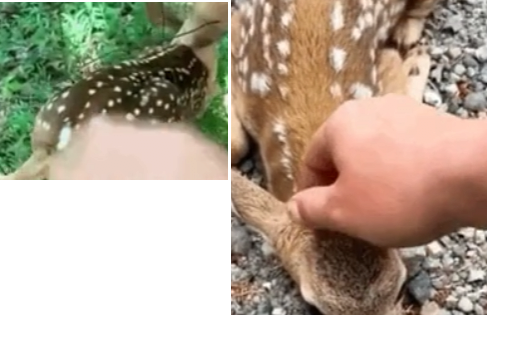 image.png 포텐간 도움을 요청하는 엄마사슴 숏츠 짜집기임