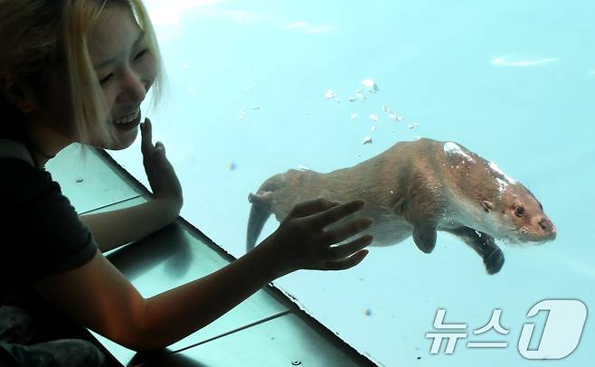 12일 오후 서울 광진구 능동로 서울어린이대공원 수달관에서 관람객들이 천연기념물인 수달을 바라보고 있다. 국가유산청은 수달관 개관 및 국가유산청 출범을 기념해 서울어린이대공원 팔각당 전시관에서 수달가족의 표본·골격을 비롯한 사진과 그림을 전시하는 '자연유산과의 동행' 특별전시전을 이날부터 25일까지 진행한다. 이번에 개관한 수달관은 서울권 최초로 천연기념물인 수달을 상시적으로 대중에 공개하고 안전하게 사육하는 공간이라는 의미를 가지고 있다. 2024.8.12/뉴스1 ⓒ News1 임세영 기자