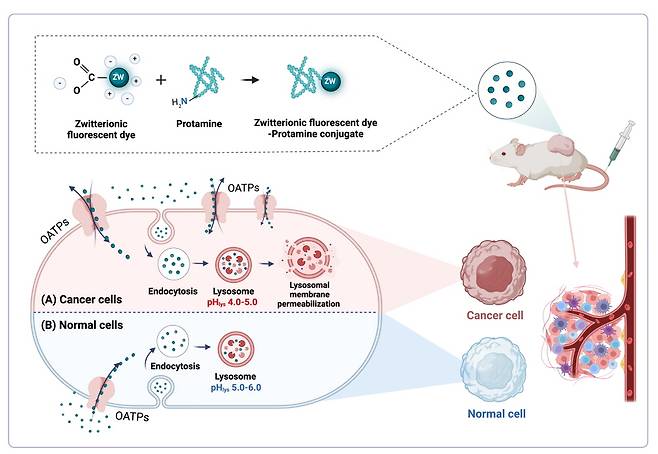 선택적 암세포 사멸 규명 그래프./사진제공=전남대학교