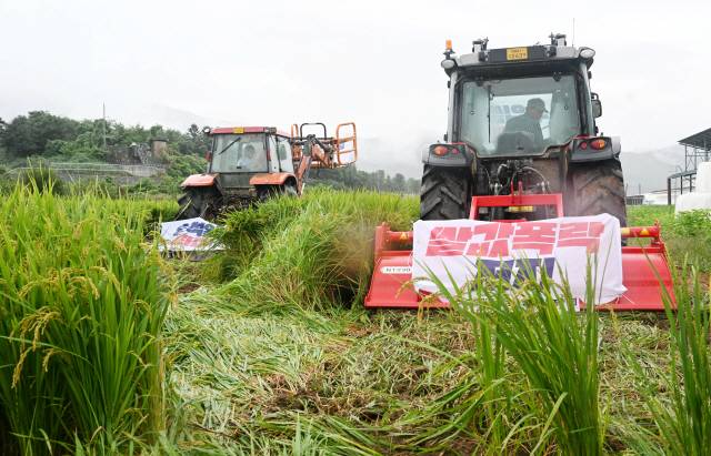 ▲ 12일 춘천 신북읍에서 농민들이 쌀값 보장과 쌀수입반대를 주장하며 논을 갈아 엎고 있다. 김정호