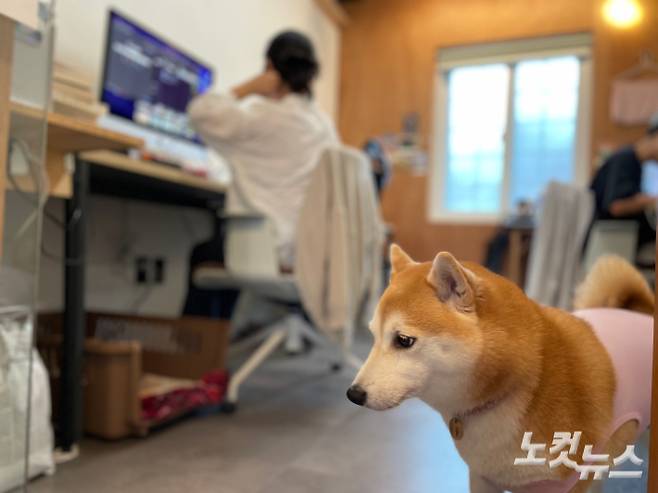 박혬 작가의 작업실과 반려견 '곰돌'. 김민수 기자