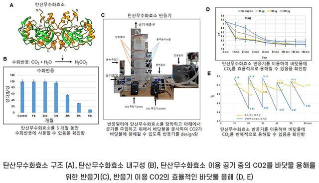 포스텍 연구진이 최근 발표한 탄소무수화효소와 관련한 논문의 일부 내용. 포스텍