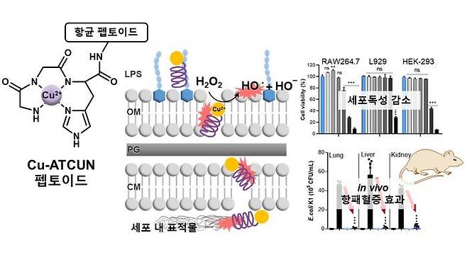 Cu-ATCUN 항균 촉매 펩토이드 모식도와 항균 작용 메커니즘 및 동물모델 항균 효과 유효성 검증. ⓒ광주과학기술원