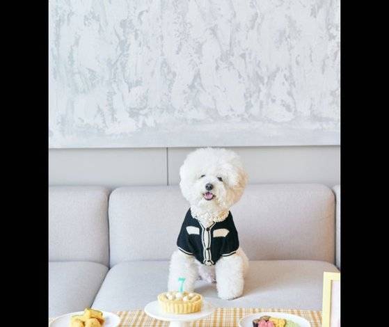 미국 등 각국에서 자녀를 낳지 않는 대신 애완동물을 가족처럼 여기며 돈을 아끼지 않고 있다. 게티이미지