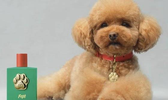 돌체앤가바나에서 지난 8월 출시된 애완견용 향수. X(옛 트위터)