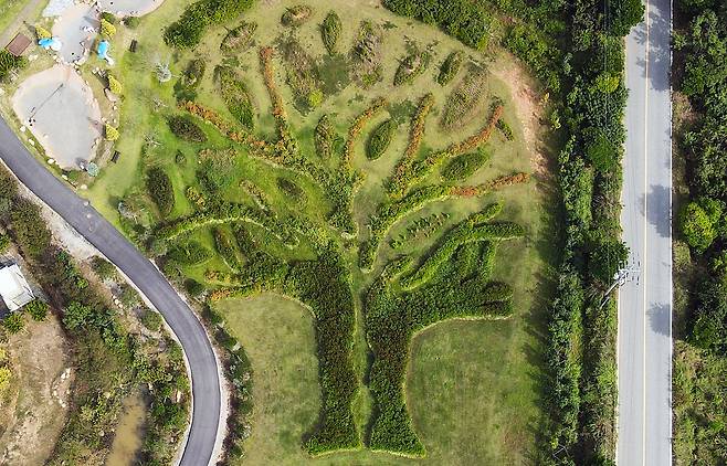 산이정원의 '생명의 나무'는 하늘에서 내려다보면 한 그루 나무처럼 보이는 정원이다. 홍가시나무와 황금사철나무를 심어 나무처럼 표현했다. 손민호 기자