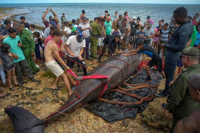 쿠바 서부 아르테미사의 바라코아에서 3일 구조대원 등이 해변에 밀려온 고래 사체를 옮기고 있다. 바라코아=AP 연합뉴스