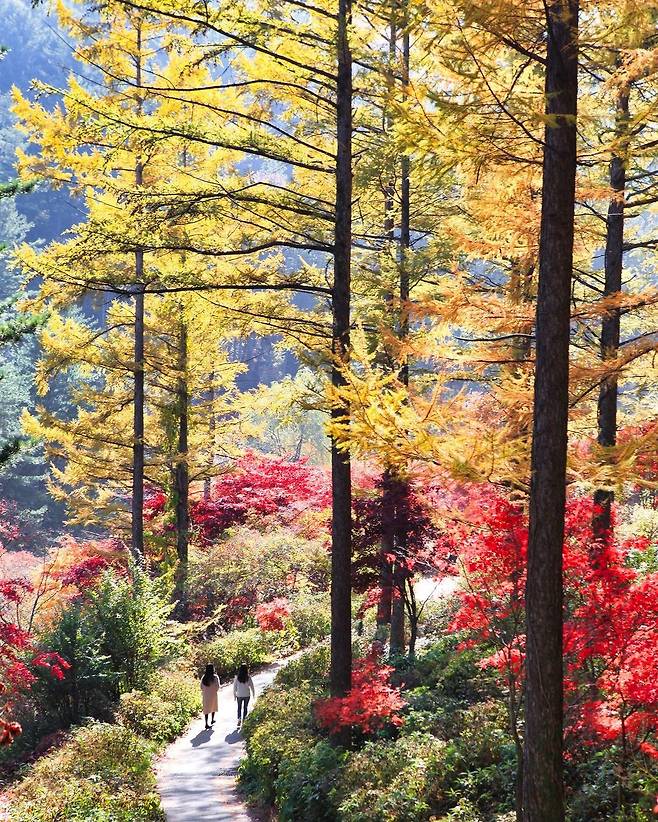 아침고요수목원