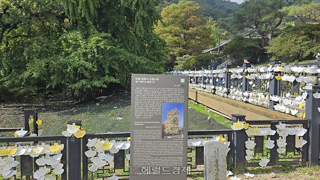 용문사 은행나무 주변에 걸려있는 소원문