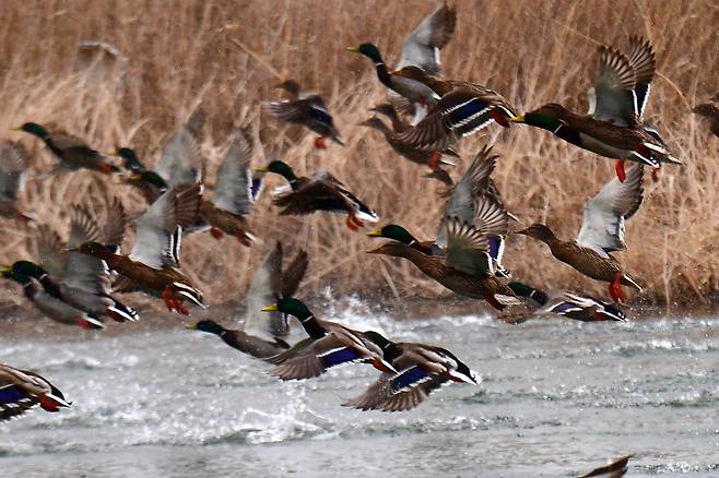 청둥오리가 강에서 날갯짓을 해 비행을 시작하고 있다. 청둥오리를 비롯한 일부 조류는 비행 속도를 얻기 위해 날갯짓을 하며 빠르게 걷는 '플랩 러닝'을 한다. 새의 비행 능력이 플랩 러닝으로부터 진화했다는 증거가 이번 연구로 처음 확인됐다./뉴스1