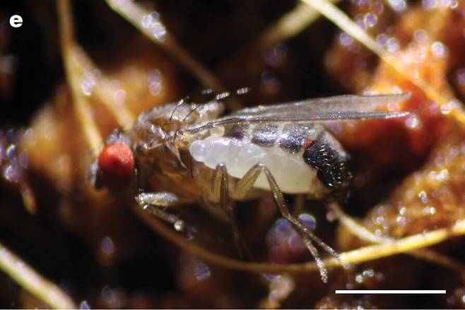 미국 연구진이 초파리 성충에 알을 낳는 새로운 기생벌 종을 발견했다./네이처