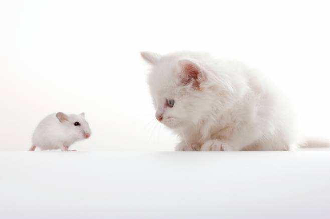 고양이 뇌를 스캔했더니 인간 뇌와 매우 흡사한 구조인 것으로 나타났다. 이를 통해 지금까지 뇌 노화 분석 모델로 활용돼 온 생쥐보다 더 정확한 결과를 도출할 수 있을 것으로 봤다. /사진=게티이미지뱅크