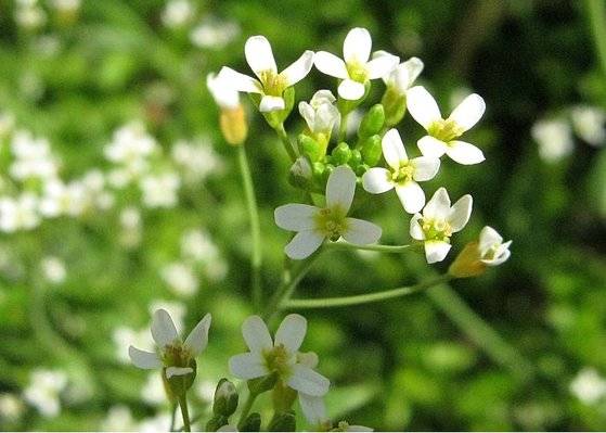 애기장대. 중앙포토