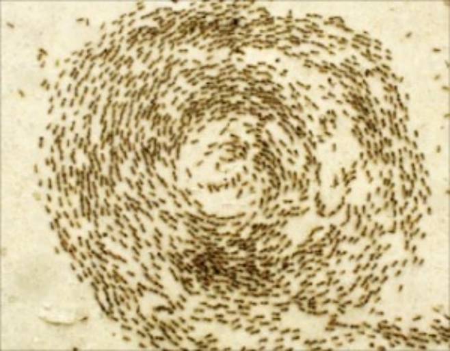 끝없이 제자리를 맴도는 군대개미 떼.