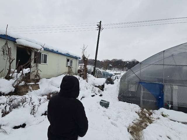 충북 진천 광혜원면 금곡리에서 블루베리 농사를 짓는 허성민씨가 폭설로 무너져 내린 시설하우스를 허탈하게 바라보고 있다. 무릎까지 쌓인 눈 때문에 시설하우스에 접근을 못해 복구 작업에 엄두를 내지 못하고 있다.