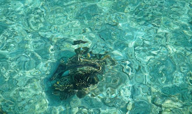 취약한 산호초 생태환경을 복원하고 있다