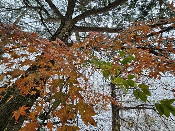 원적암 앞의 비자나무 군락지. 굴거리나무, 단풍나무 등이 눈과 어우러진다.
