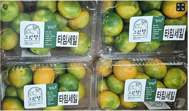 올해 출하된 신품종 ‘그린향’. 제주농협