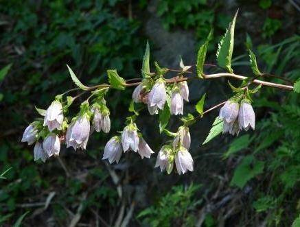 섬초롱꽃. 국립생물자원관
