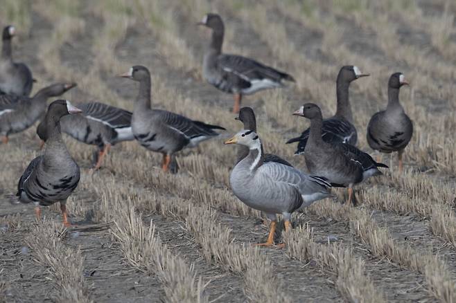 쇠기러기 무리와 함께하는 줄기러기.