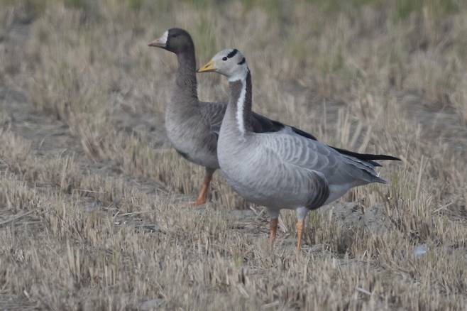 쇠기러기와 달리 이마 부분이 꺽기지 않고 목도 길고 굵으며 몸매가 다른 기러기에 비해 부드러운 곡선을 가졌다.