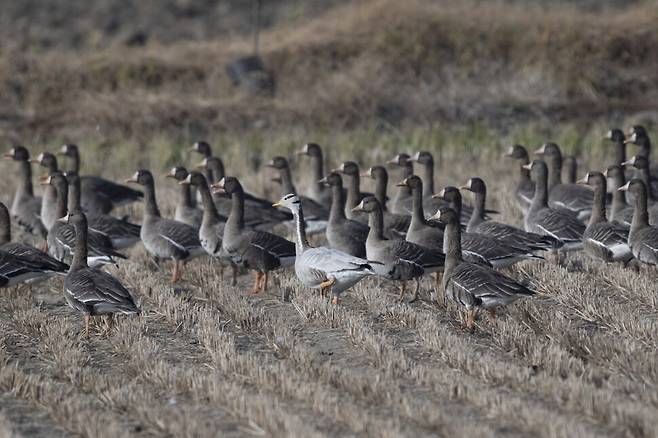 기러기들이 경계를 한다. 대형맹금류에 대한 공포감은 매우 크다. 사냥감의 표적이 되기 때문이다.